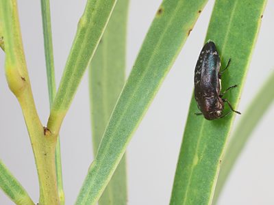 Diphucrania sp. cf. tasmanica, PL1662, female, on Acacia uncifolia, KI
